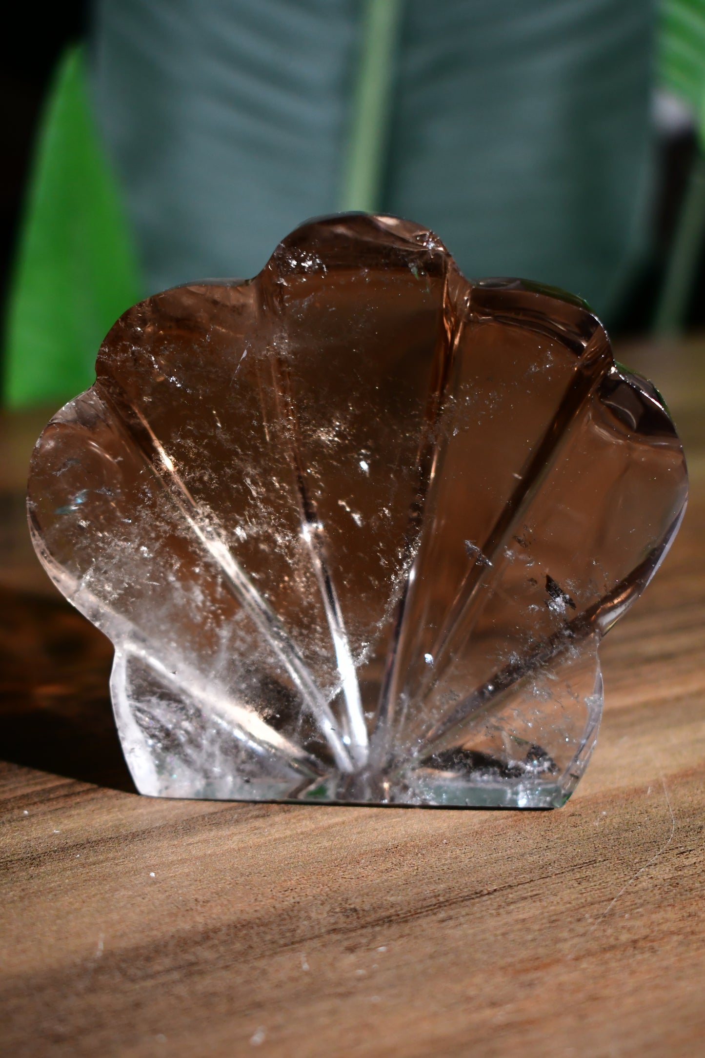 Smoky Quartz Self Standing Sunrise Seashell 02