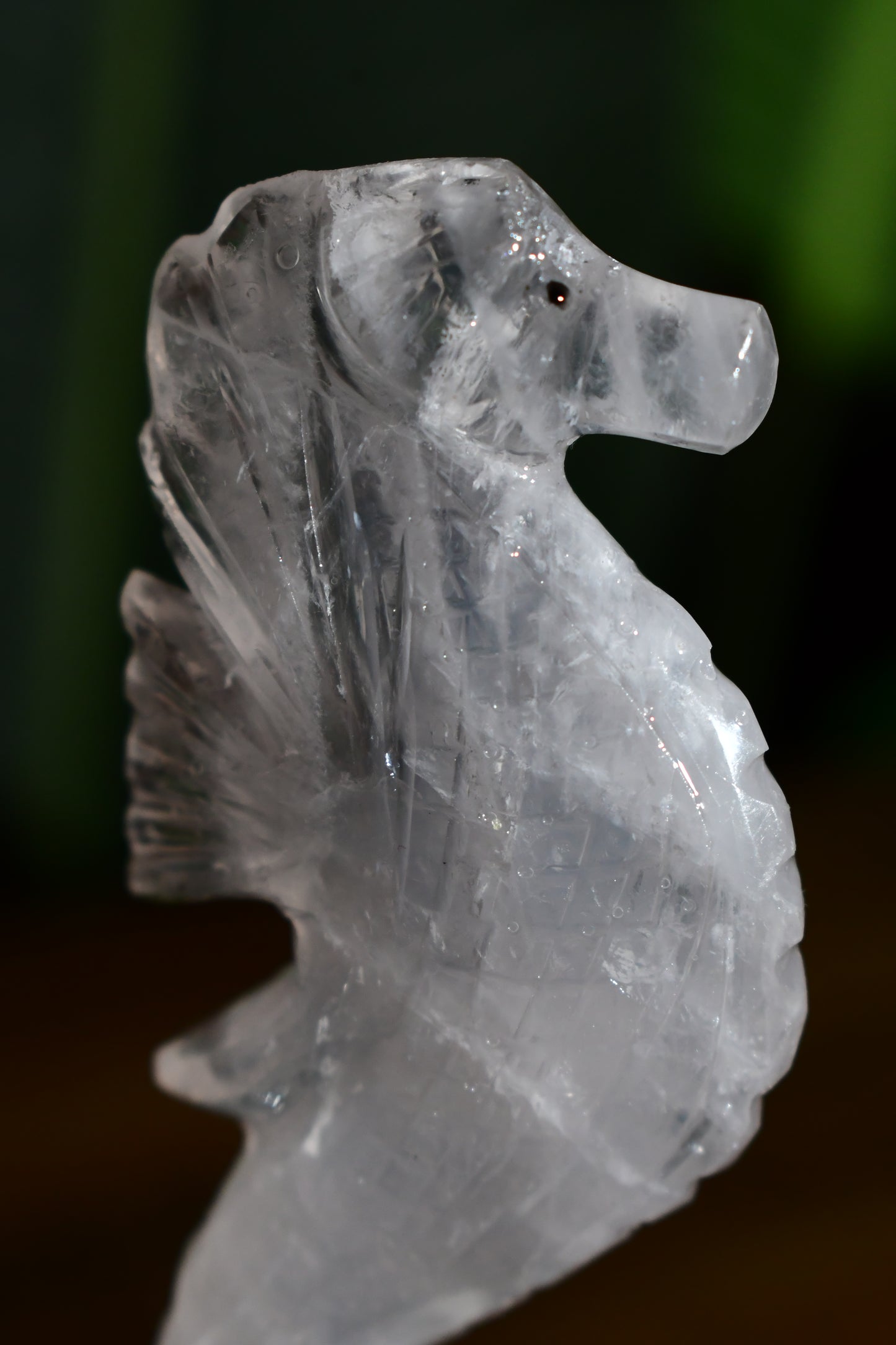 Clear Quartz Girasol Seahorse