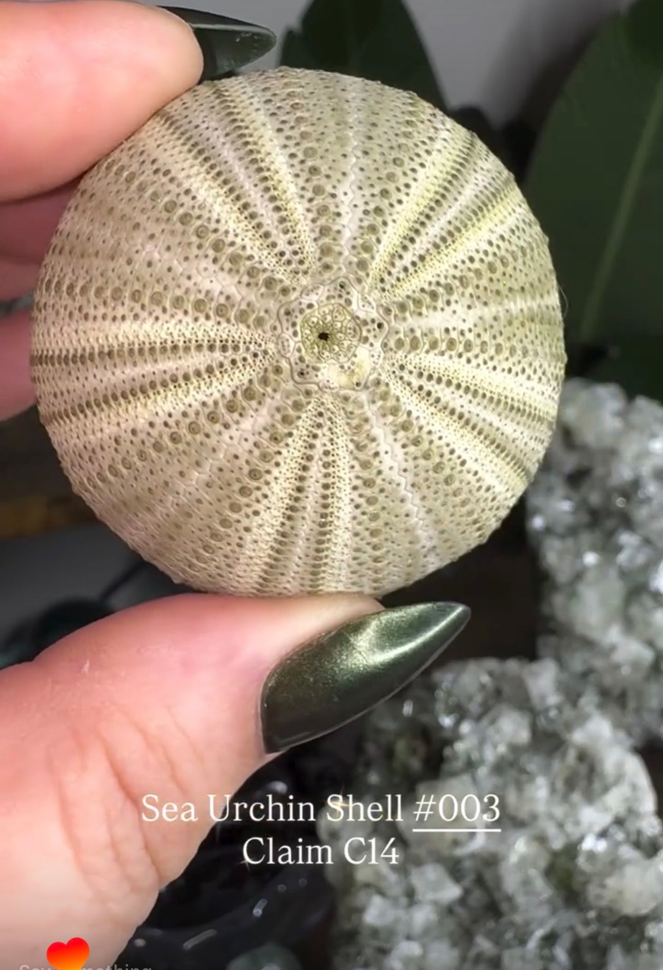 @thea.bats