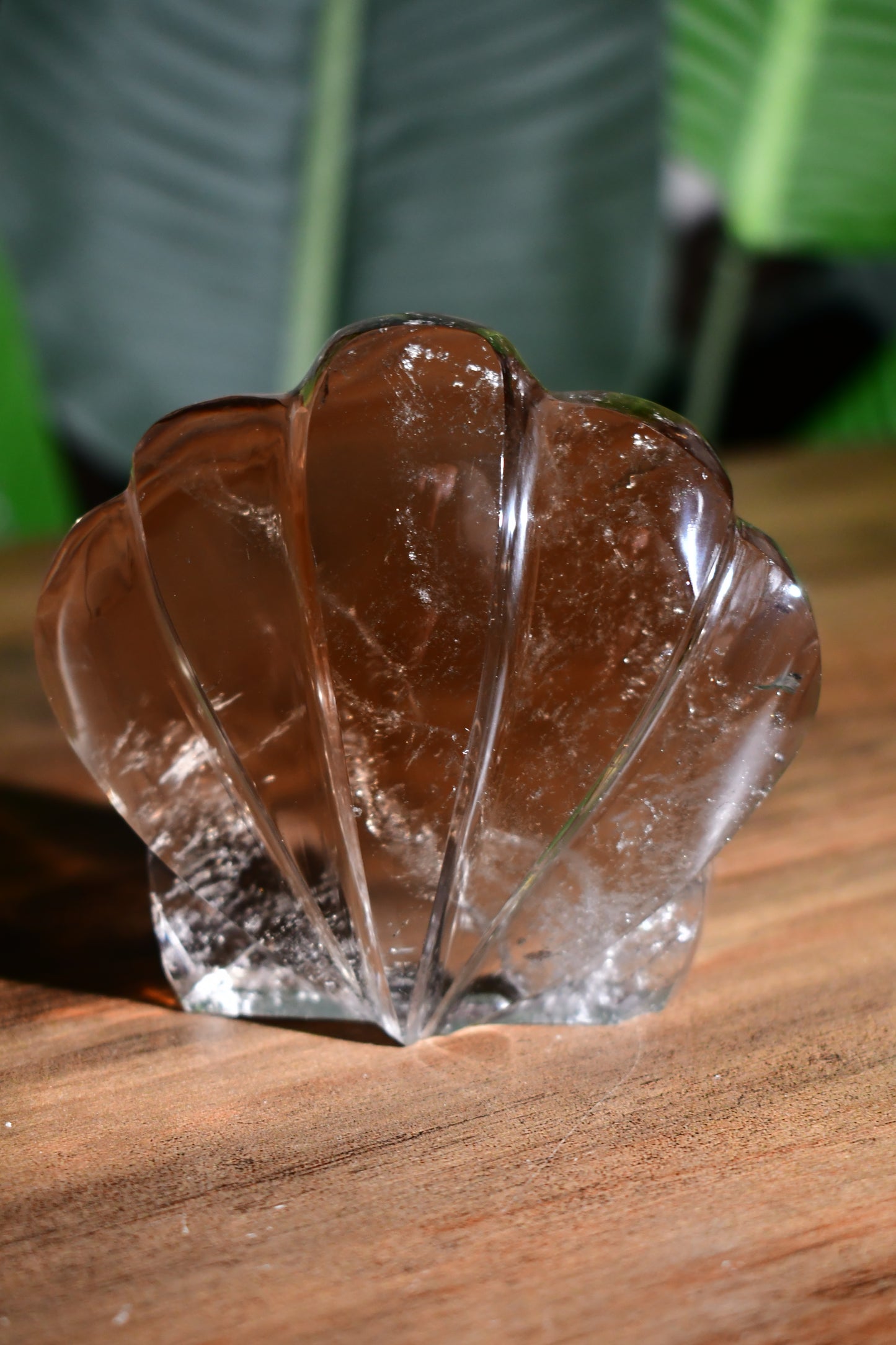 Smoky Quartz Self Standing Sunrise Seashell 02